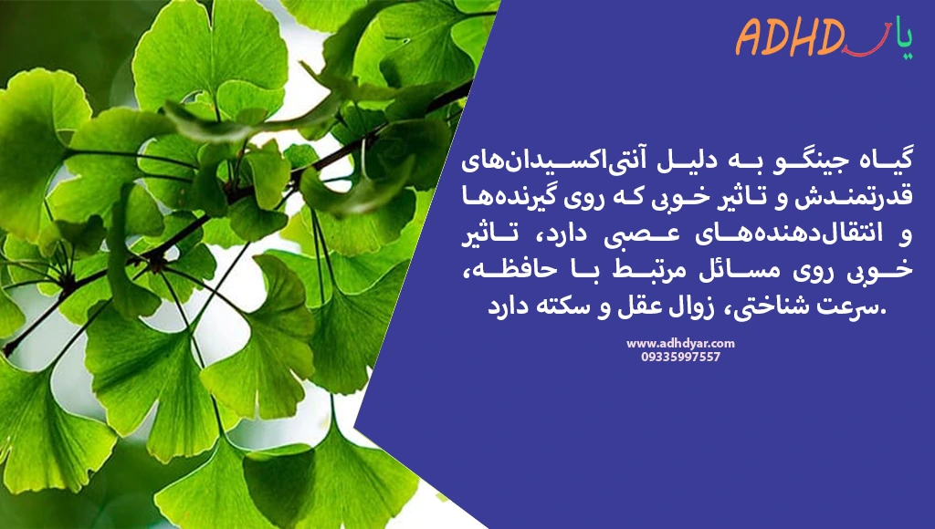 خواص درخت ژینکو برای درمان بیش قعالی